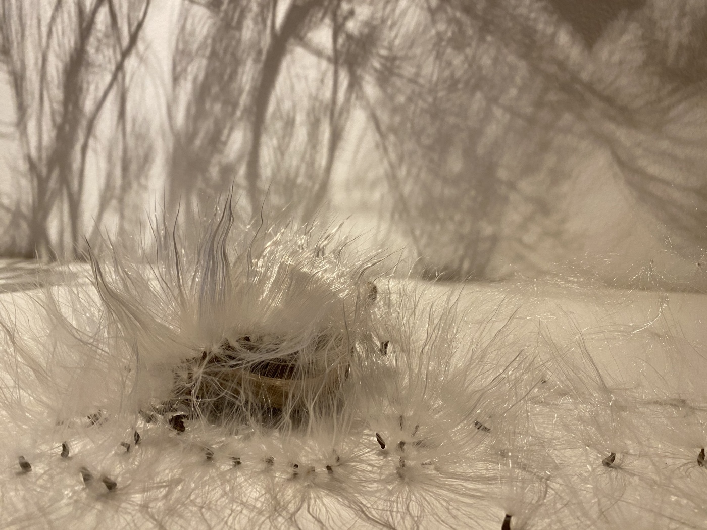 img_3542 het wonder van de natuur â© wholism project.jpg