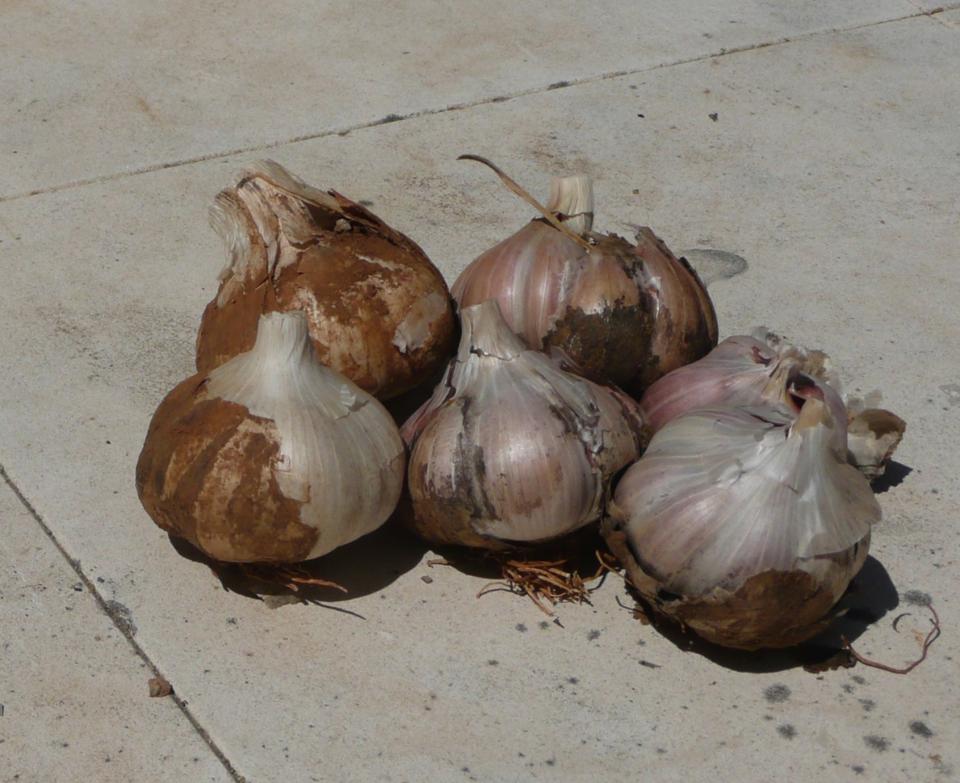 p1000549.jpg