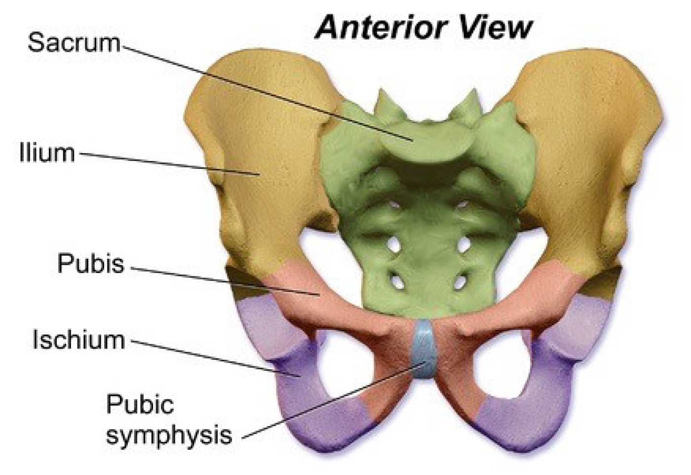 pelvis_anterior_and_posterior,_segments_highlighted.jpg