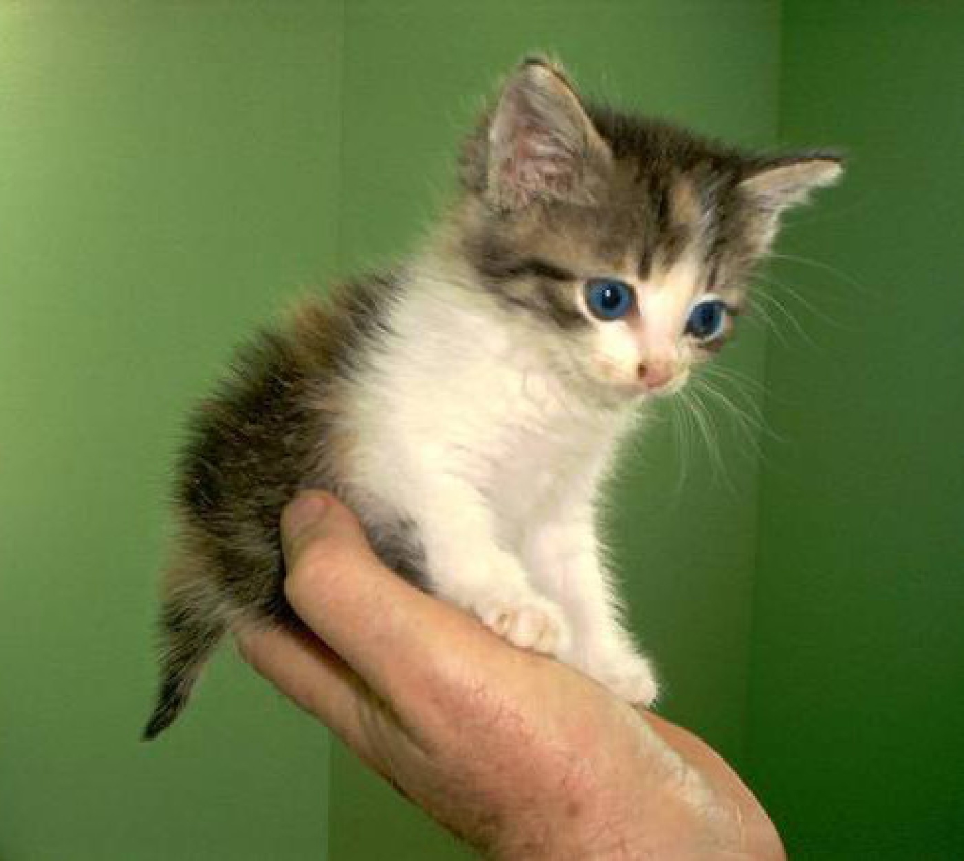 so-cute-3-cute-kittens-9989494-500-437.jpg